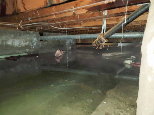 Best Basement water damage restoration  in Vergennes, VT